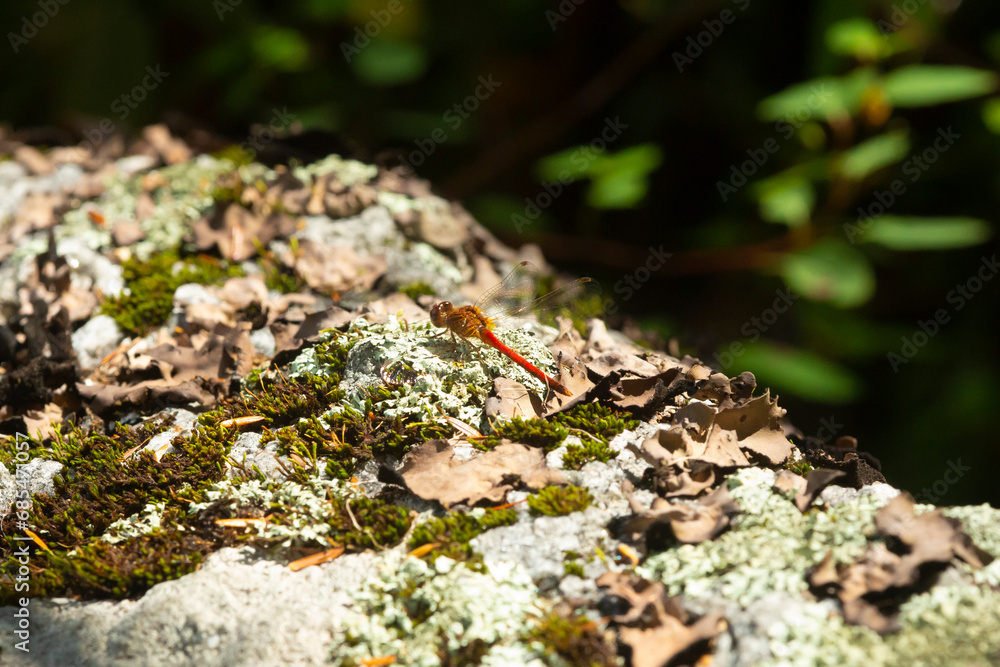 Red meadowhawk dragonfly at Mud Pond in Sunapee, New Hampshire. Red meadowhawk dragonfly at Mud Pond in Sunapee, New Hampshire.