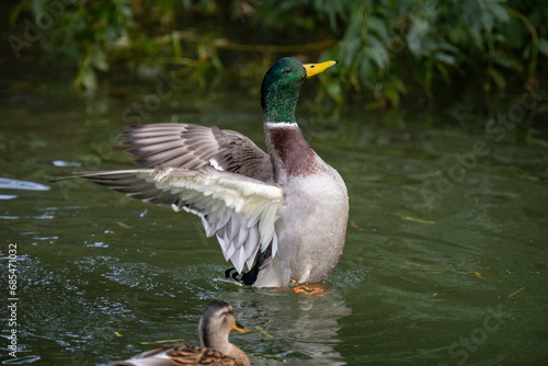 Duck airing its wings