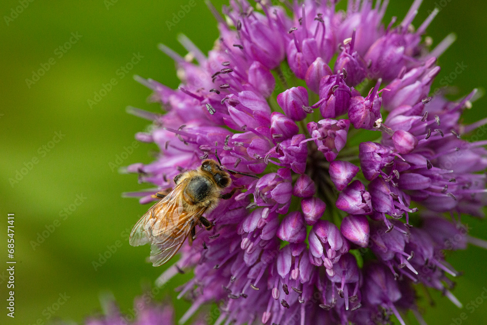 Honeybee foraging on a purple allium flower in New Hampshire. Honeybee foraging on a purple allium flower in New Hampshire.