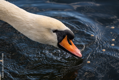 mute swan feeding