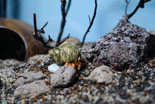 Animal Photography. Animal Close up. Macro shot of Red hermit crab (Coenobita Rugosus) walking on sandy and rocky aquarium, Hermit crab on crabitat. Shot in Macro lens photo