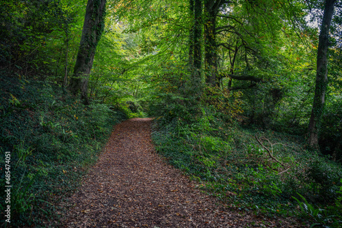 path in the forest,