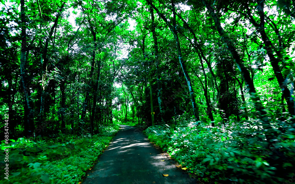 Fototapeta premium path in the forest