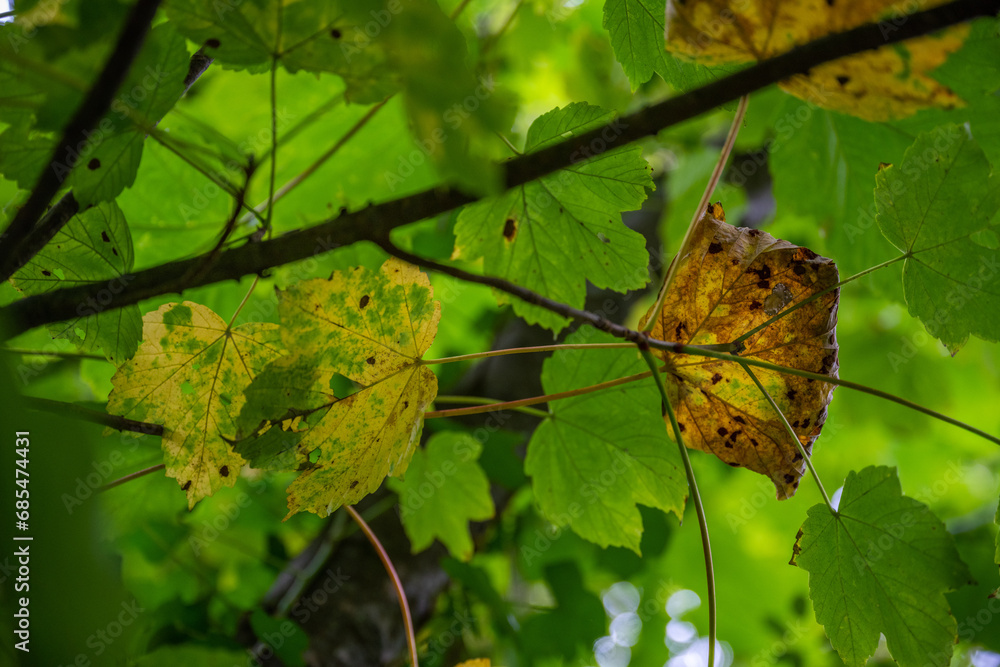 Obraz premium Backlit foliage 