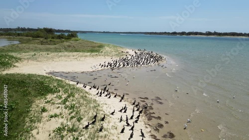 Flocks of migrating Cormorant seabirds gather on a scenic sand island to commence breeding. photo