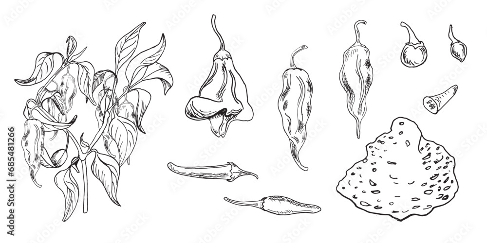 Fototapeta premium Hot peppers bush vector illustration isolated on white. Hand drawn ink trinidad scorpion pepper. Carolina reaper pepper black white graphic. Hot pepper plant. Design element for wrapping, package