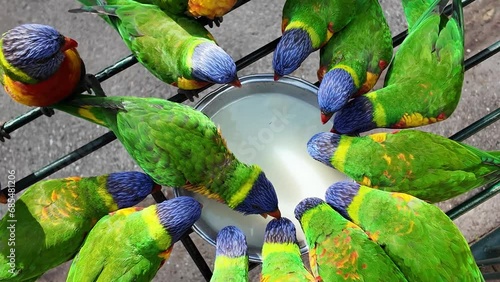 A group of Native Australian Rainbow Lorikeet birds gathered together feeding from a tray of liquid food. Wildlife interaction photo
