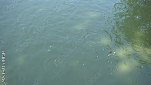 Wallpaper Mural Fish are playing in the water. Torontodigital.ca