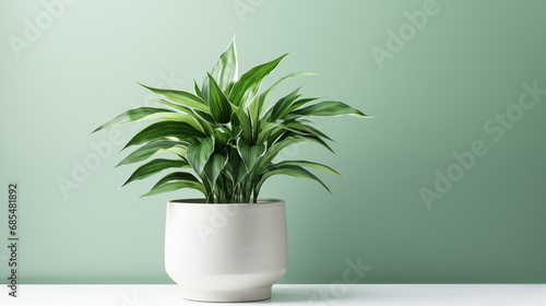 Create an image of a lush green plant in a white pot for a fresh aesthetic. photo