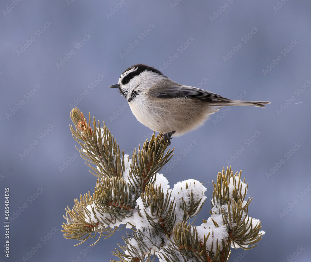 Obraz premium Mountain chickadee (Poecile gambeli) on conifer tree in winter, Rocky Mountains, Colorado