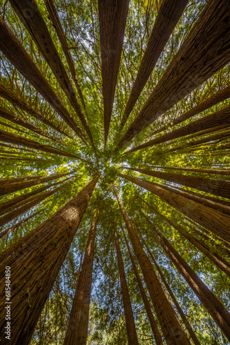 Californian Redwoods in Australia