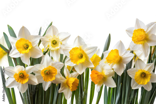 beautiful white and yellow daffodil flowers with copyspace for a floral border or background