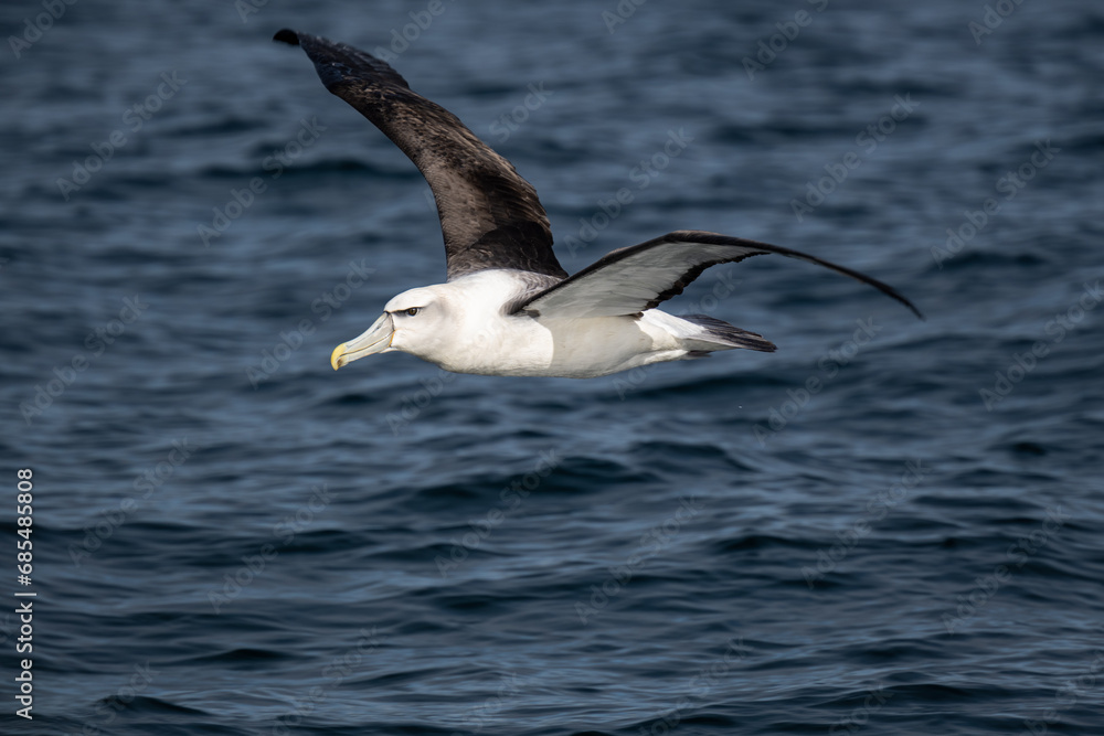 Cruising Albatross Cruising Albatross