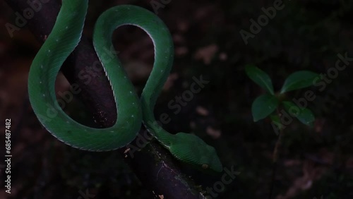 Very close capture of the Vogel's Pit Viper Trimeresurus vogeli while the camera zooms out, Thailand photo