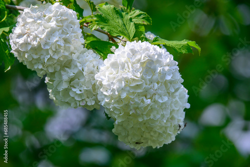 A Mophead Hydrangea blooms at Bay City State Park, in Bay City, Michigan.