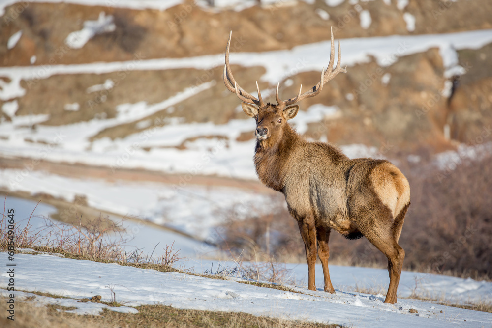 Deer in the snow against the sky and mountains. A herd of wild deer. Deer in the snow against the sky and mountains. A herd of wild deer.