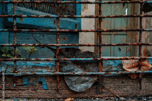 Dry leaf in the Rusted iron with blue colored in nature, Dry banyan leaf in rusted iron window, Iron window with dry leaf