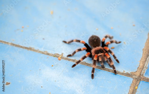 Tarantula spider close-up on the floor in the house. Tarantula spider as a pet.