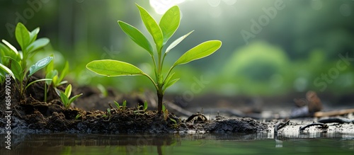 Rhizophoraceae seedling in Thai mangrove forests.