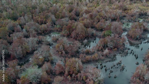 Aerial over Dead Lakes in Florida during a drought, showing low water, wetlands, cypress knees and dense forest photo