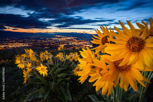 Beautiful yellow wildflowers over a city at night photo