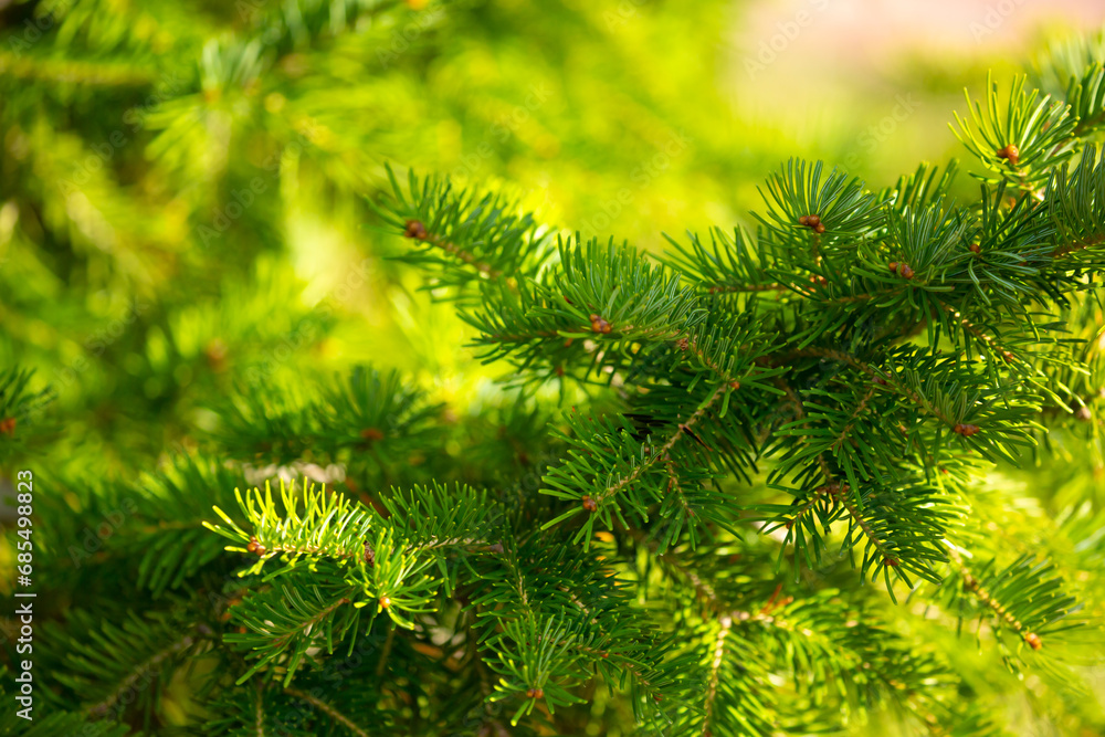 Fir branches close-up. Coniferous trees in the forest. Winter Christmas background. Christmas background, beautiful nature Fir branches close-up. Coniferous trees in the forest. Winter Christmas background. Christmas background, beautiful nature