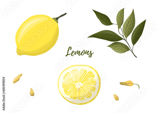 Vector illustration of yellow lemons on a branch. Vegetables  fruits  kitchen  cooking  eating  drinking tea  gardening designs.