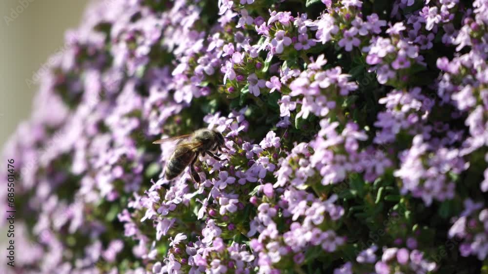 thyme plant in bloom and seeding, close-up of thyme plant with blue flowers. Bee sucks nectar and collects pollen from a thyme flower. Macro video of thyme flowers with a bee. Aromatic plant. thyme plant in bloom and seeding, close-up of thyme plant with blue flowers. Bee sucks nectar and collects pollen from a thyme flower. Macro video of thyme flowers with a bee. Aromatic plant.