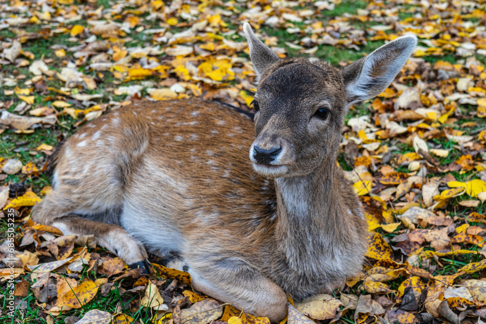 spotted deer doe lies on autumn fallen leaves