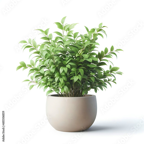 Green fresh indoor plants collection Light living room indoor plants in white ceramic pot with white background, enhancing the beauty of the home with their fresh and decorative charm