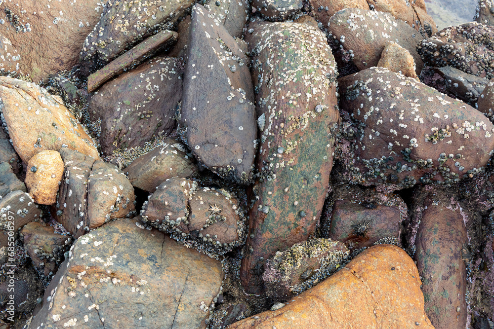 abstract, texture, rocks, plants, stone, rock, nature details for a background abstract, texture, rocks, plants, stone, rock, nature details for a background