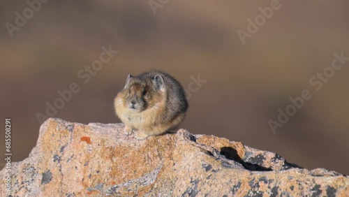 American Pika sitting on a rock grooming itself during the day, close up photo