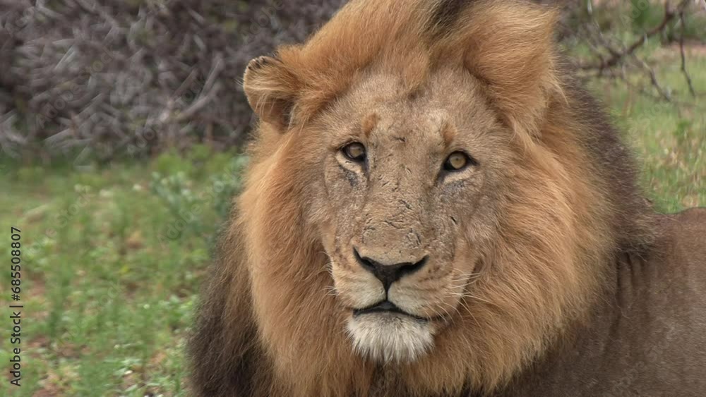 Close-up of a gorgeous male lion with his mane blowing in the wind. Close-up of a gorgeous male lion with his mane blowing in the wind.