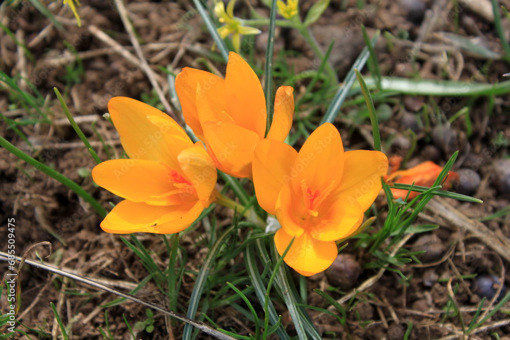 The first yellow crocuses in the spring garden The first yellow crocuses in the spring garden