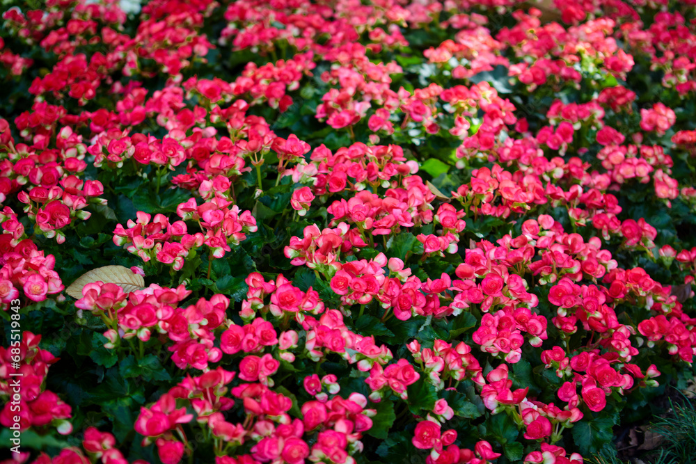 Close-up view of pink begonia flower blooming in garden Close-up view of pink begonia flower blooming in garden