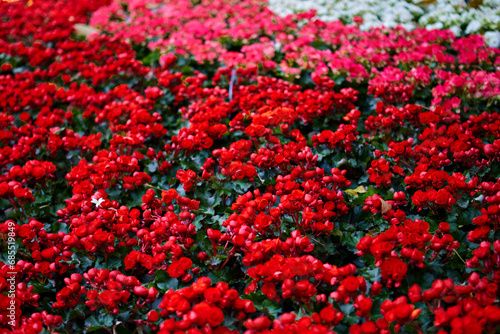 Close-up view of  red begonia flower blooming in garden © Cavan