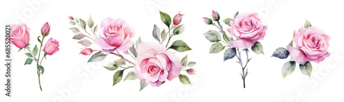 Vector watercolor roses and leaves  pink rose decoration painting