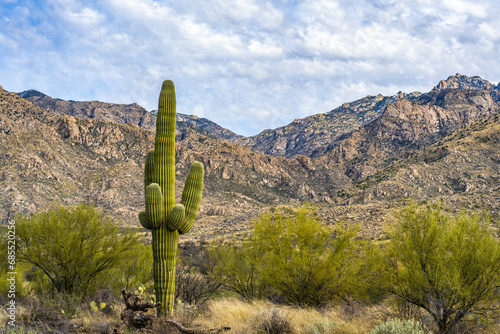 A long slender Saguaro Cactus in Catalina SP, Arizona © Cavan