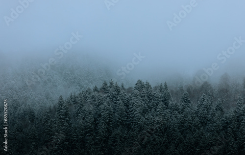 Moody frorest in Bakuriani, Georgia photo