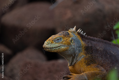 A Galapagos land  Conolophus subcristatus  Iguana on North Seymour Island  Galapagos.