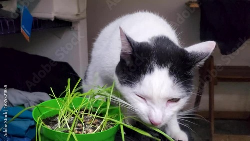 Cute White and Black cat sniff and 
eat catnip or cat grass grown from barley, oat, wheat or rye seeds in a pot photo