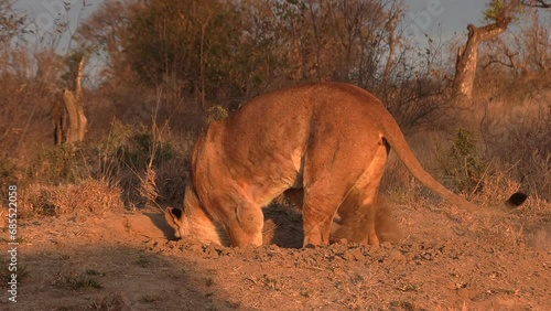 Close view of lioness digging in ground in early morning sunlight photo