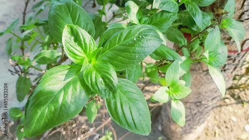 Basil. Fresh basil leaves.Basil plant,close up.Nature, food, ingredient, agriculture.The basil is an excellent herb spice for adding flavor to soups, sauces, fish and meat dishes. photo