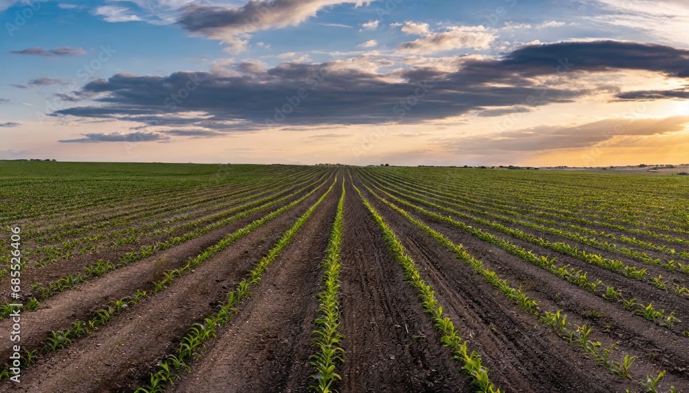 Agriculture shot rows of young corn plants growing on a vast field 