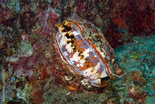 Fotografi Giant thorny oyster - Spondylus varius