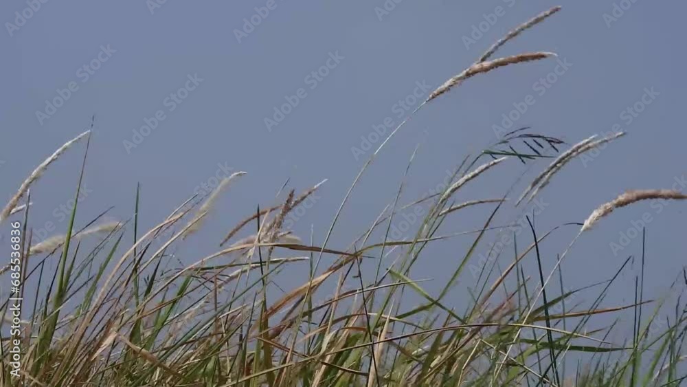 Wild grass leaves are blown by the coastal breeze in the morning. background nature videos. Wild grass leaves are blown by the coastal breeze in the morning. background nature videos.
