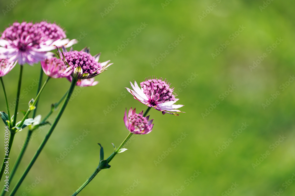 Blossom of the Astrantia. Flowering plant close-up. Blossom of the Astrantia. Flowering plant close-up.