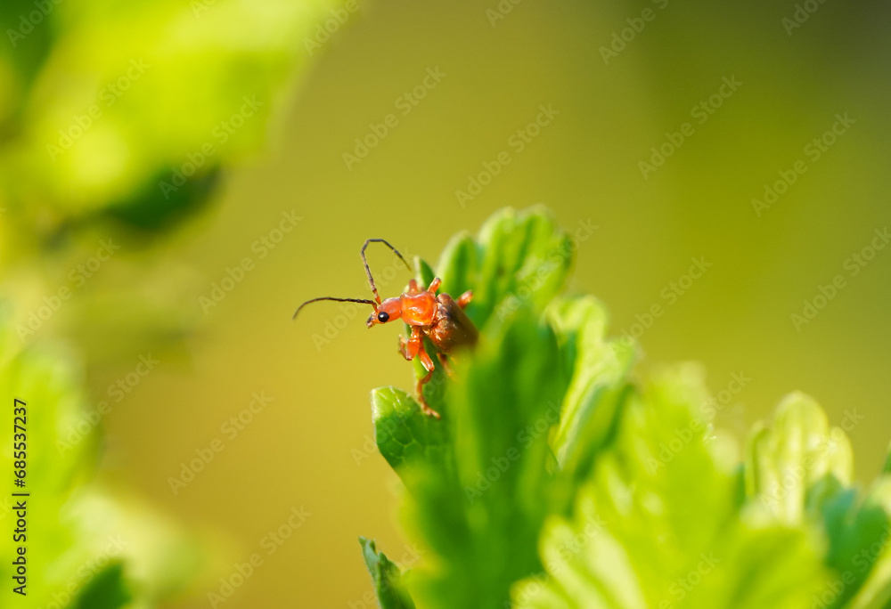Soft beetle, Rhagonycha fulva. Close-up of insect in natural habitat. Cantharidae. Soldier beetle. Soft beetle, Rhagonycha fulva. Close-up of insect in natural habitat. Cantharidae. Soldier beetle.
