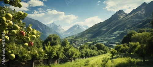 Val di Non, a large orchard in northwestern Trentino, Italy. photo