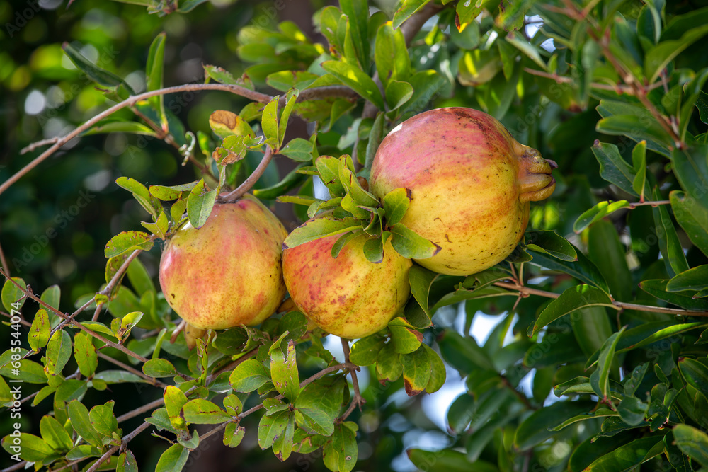 Pomegranates on the tree. Close-up of pomegranate fruits. Pomegranates on the tree. Close-up of pomegranate fruits.